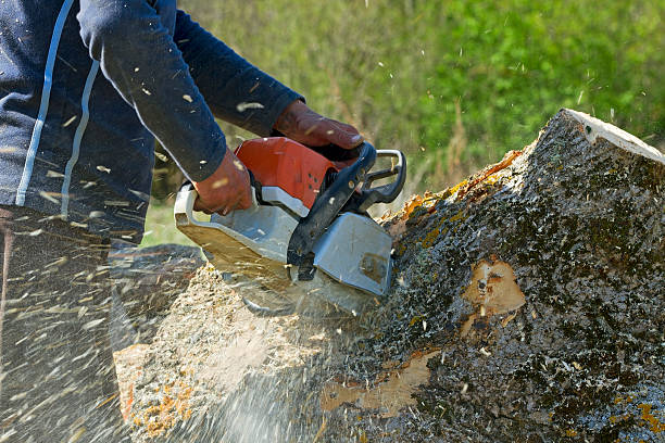  Oberlin, OH Tree Services Pros